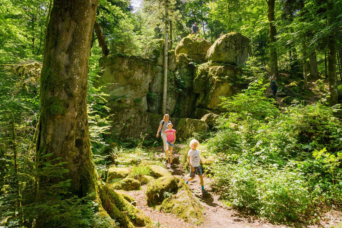 Klimawandel-Wanderung im Bad Herrenalber Wald