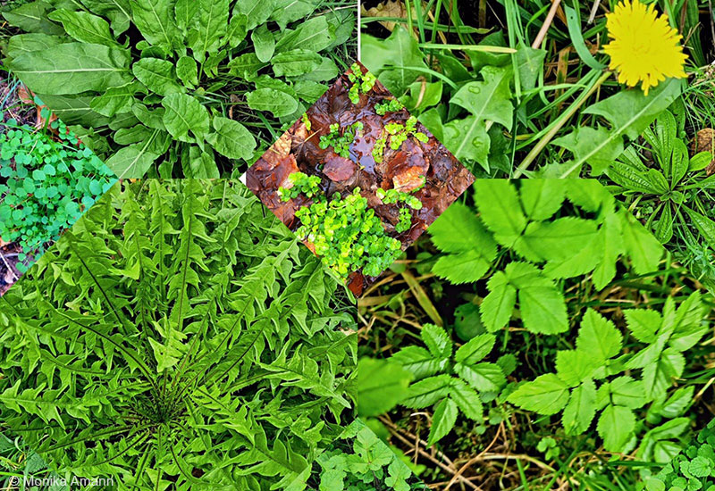 Wildpflanzen im Frühling