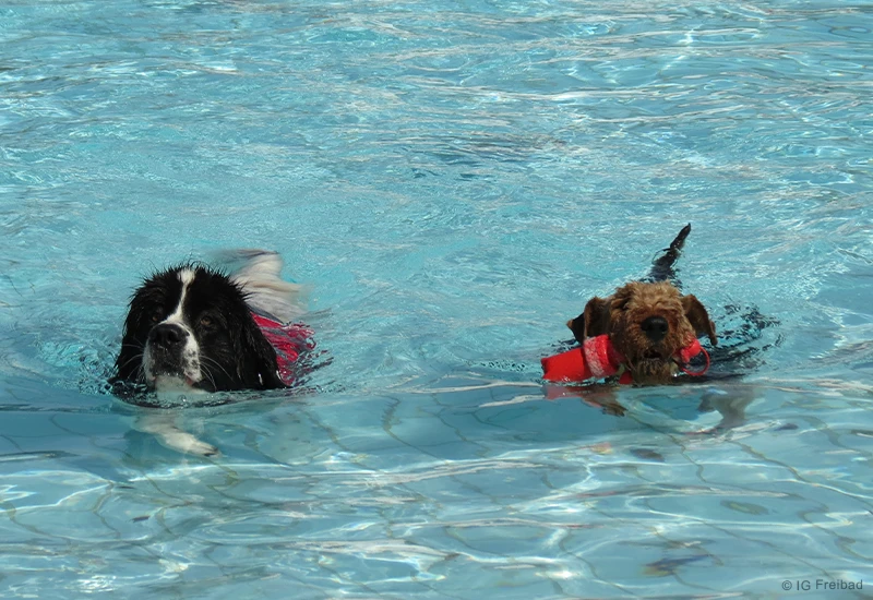 Hundeschwimmen