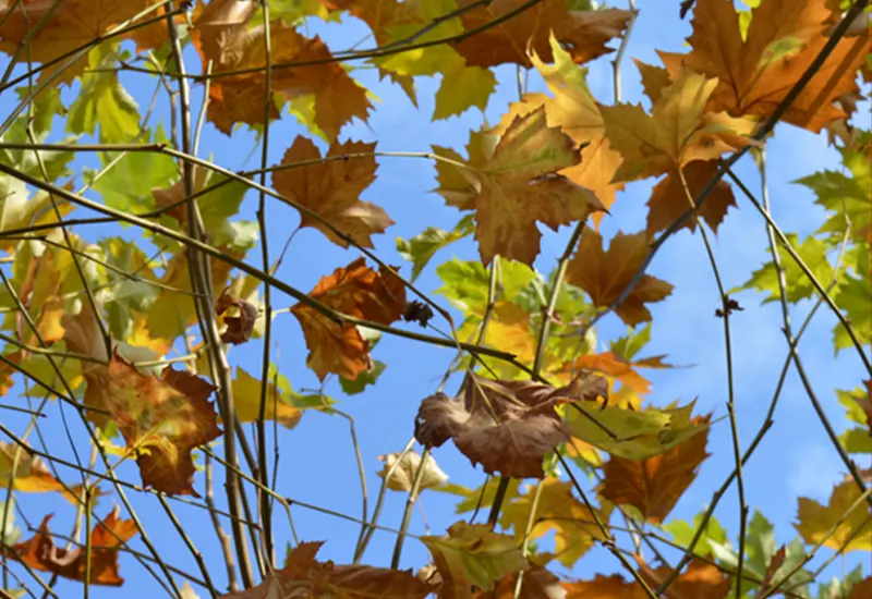 Kathreinfest I Trachtengruppe Bad Herrenalb