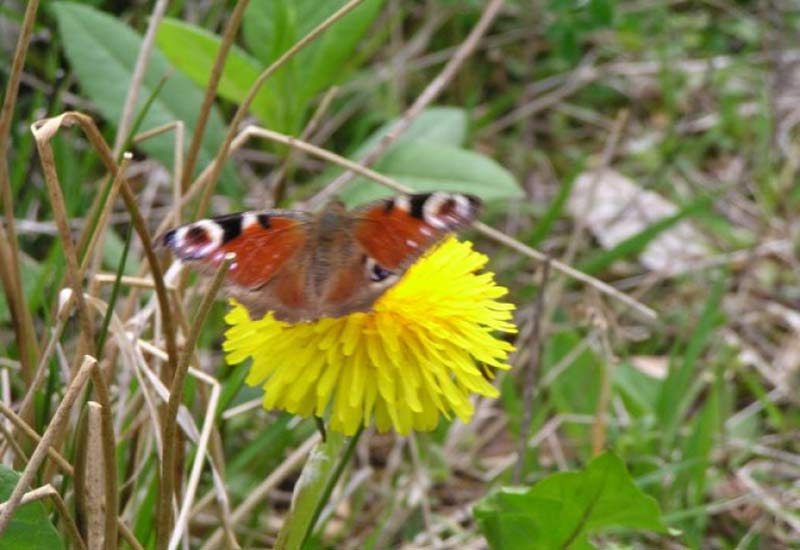 Abendspaziergang zu den wilden Kräutern