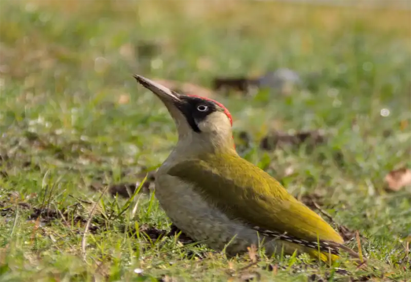 Ausstellung zur Artenvielfalt im Kurhaus